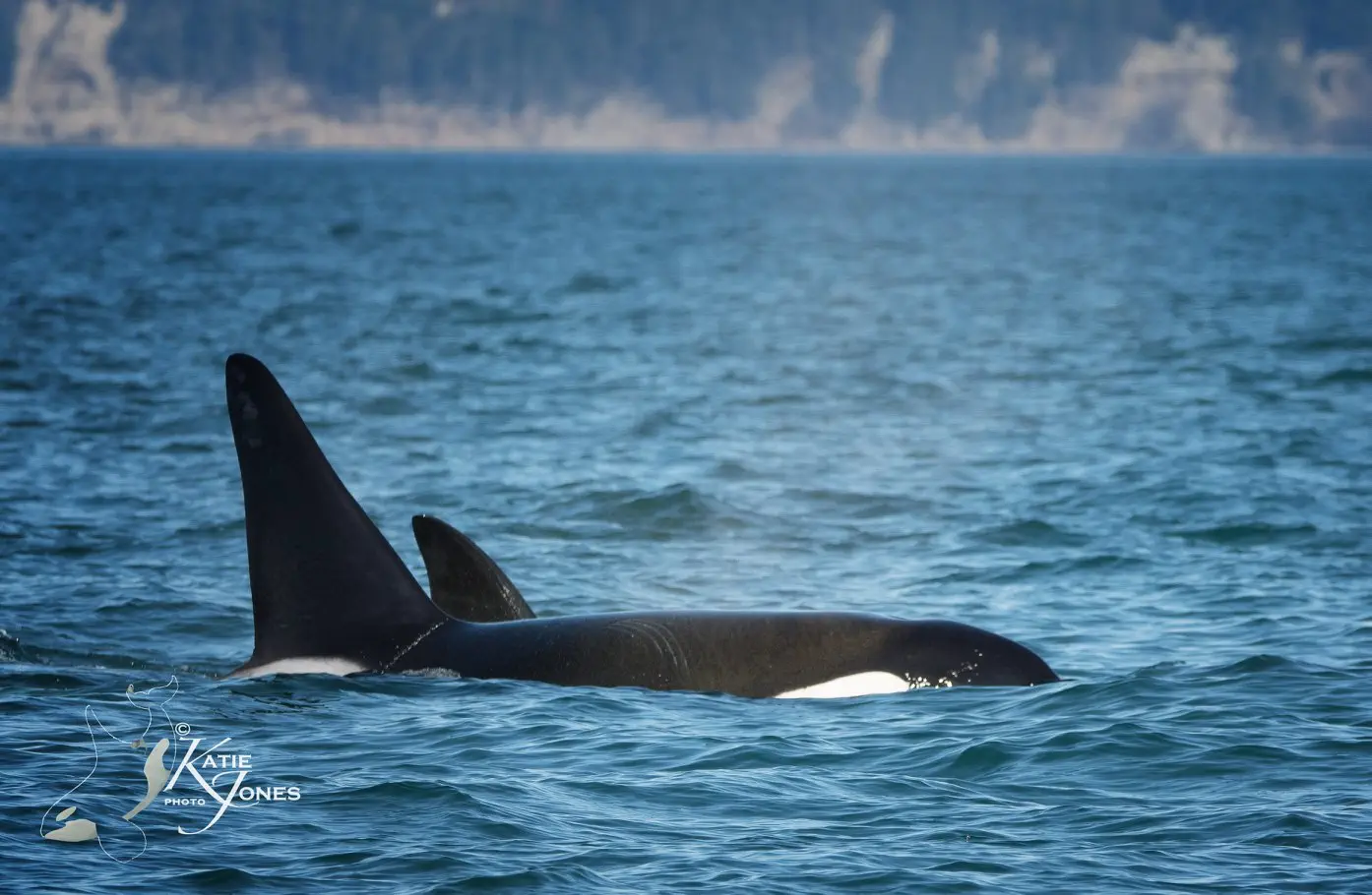 San Juan Island Whale watching