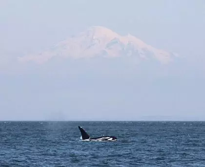 Springtime Killer Whale Sightings in the San Juan Islands!