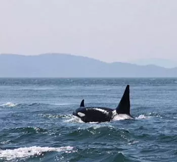 

						
				    	Springtime Killer Whale Sightings in the San Juan Islands!
				    
				    
				    	- Photo by <strong