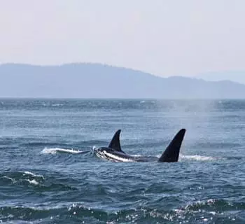 

						
				    	Springtime Killer Whale Sightings in the San Juan Islands!
				    
				    
				    	- Photo by <strong