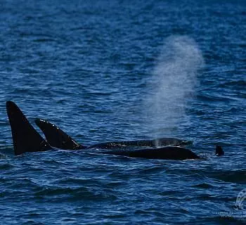 Spring 2018 has been amazing for whale watching in the San Juan Islands!