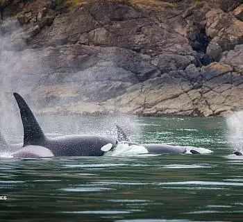April 15, 2018: Magic day with Killer whales in the San Juan Islands