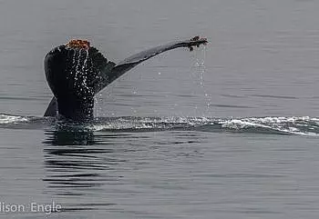 Humpback whales and more in the San Juan Islands!