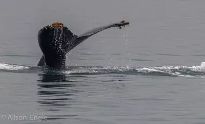 Humpback whales and more in the San Juan Islands!