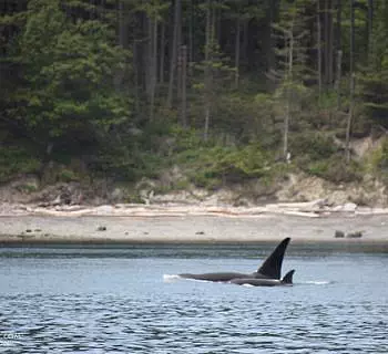 Bigg’s Killer whales on patrol and lots of other wildlife in the San Juan Islands!