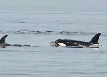 Bigg’s Killer whales versus the massive Steller Sea lions in the Salish Sea