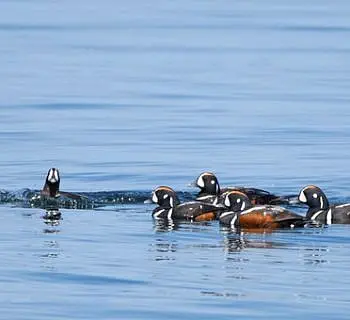 

						
				    	Beautiful afternoon with the T137s and other wonderful wildlife!