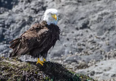 Bald Eagle in the Salish Sea