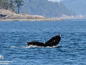 Whale Watch Report: June 15, 2019 AM – Western Prince II