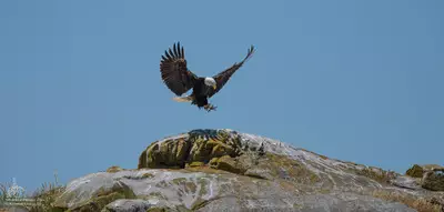 Bald Eagle landing in the San Juan Islands