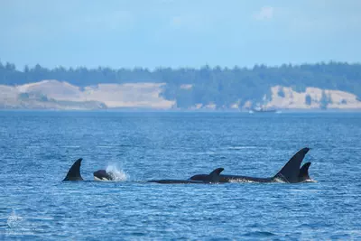 Whale Watch Report: June 20, 2019 – Western Explorer II Around San Juan island