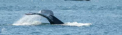 Humpback whale in the San Juan Islands
