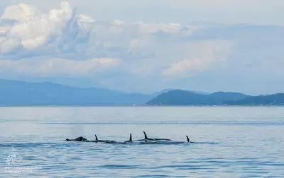 Whale Report: July 16, 2019 AM- Bigg’s Killer whales!