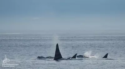 Killer whales in the san Juan Islands June 2019