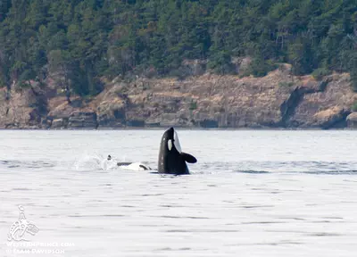 Whale Watch Report: July 16, 2019 PM – Playful Bigg’s Killer whales!