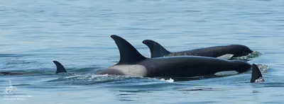 Killer whales in the Salish Sea