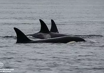 Whale Watch Report: July 3, 2019 – Mammal Feeding Orca Whales T65As and T124As!