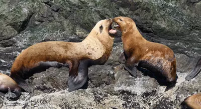 Steller Sea lions in the San Juan Islands