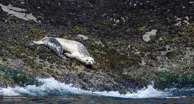 Harbor Seals in the San Juan Islands