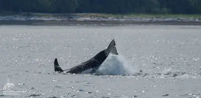 Wildlife in the San Juan Islands