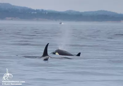 Whale Watch Report: July 31, 2019 AM – Bigg’s Killer whales (T46Bs)