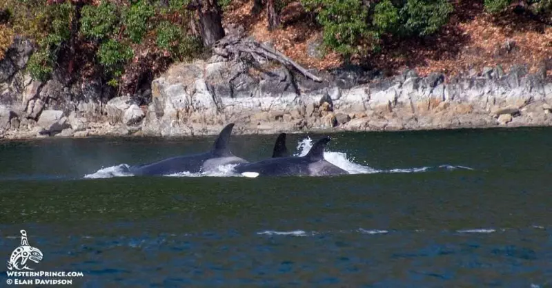 Killer whales in the San Juan Islands