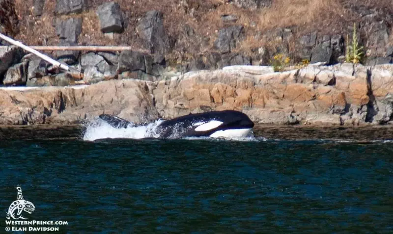 Killer whales in the San Juan Islands
