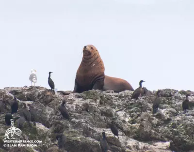 Steller Sea Lion in the San Juan Islands.
