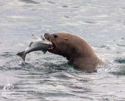 Steller Sea lion eating a salmon.