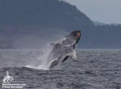 Breaching Humpback whale in the San Juan Islands