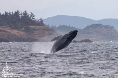 Whale Report: September 14, 2019 – BREACHING HUMPBACK!