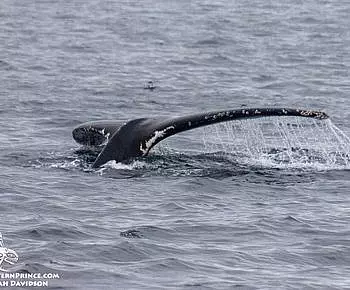 Whale Report: September 13, 2019 – Humpback Whale & Wonderful Wildlife!