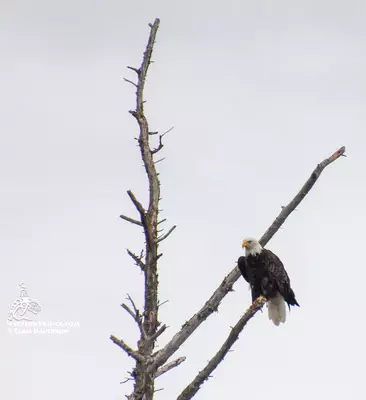 Bald Eagle in the San Juan Islands