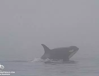 Whale Report: August 30, 2019 AM – J pod and Steller Sea lions