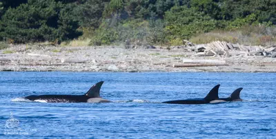 Whale Report August 27, 2019 – Bigg’s Killer whales and more!