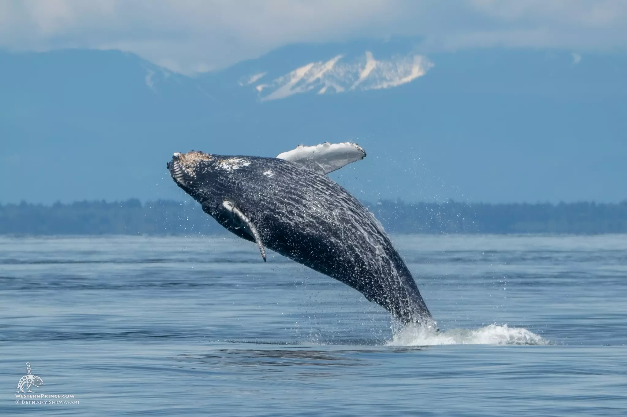 Humpback Whales are back in the San Juan Islands!