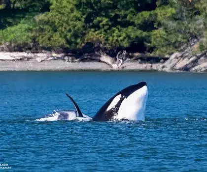 Whale Report: May 15, 2023 – Bigg’s Killer Whale Playtime