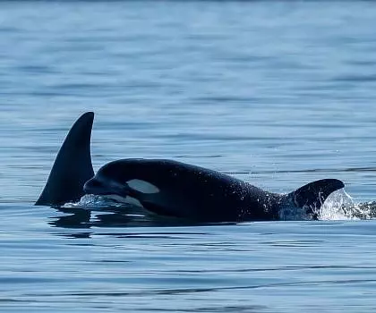 Whale Report: April 29, 2023 – Bigg’s Killer Whales and Two Humpbacks