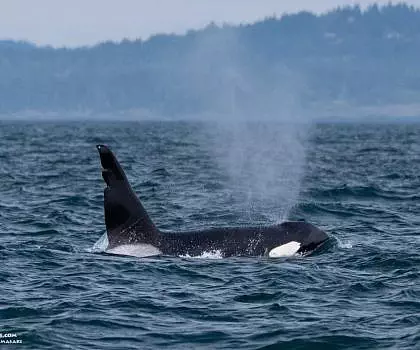 Whale Report: May 6, 2023 AM – Bigg’s Killer Whale T63 “Chainsaw” Sighting!