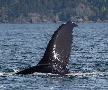 Whale Report: May 7, 2023: Encounter with Humpback “Zephyr”