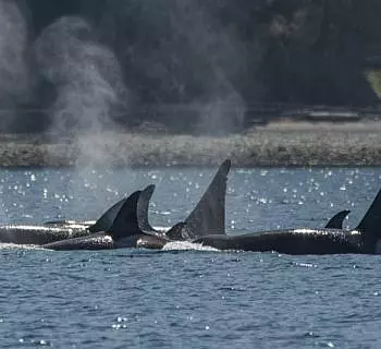 Whale Report: April 27, 2023 – Two Orca Encounters in one trip!