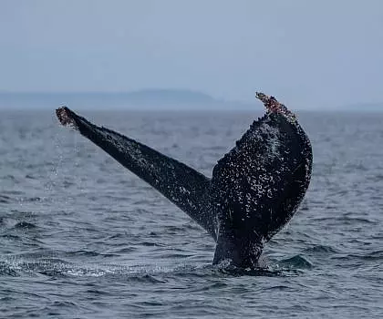 Whale Report: May 1, 2023 – Two Humpback Whales!