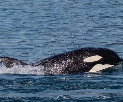 Whale Report: May 3, 2023 – Orca Encounter with the T65As
