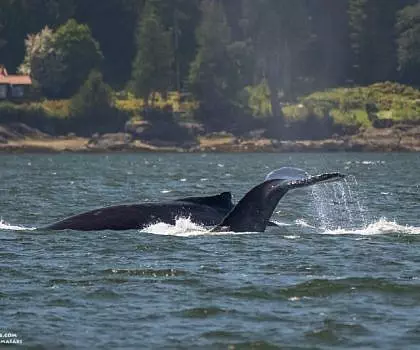 Whale Report: May 27, 2023 –  Big Mama and Valiant!