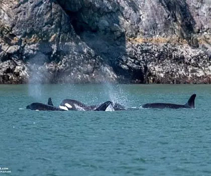 Whale Report: June 5, 2023 – T49s and a Gray Whale!