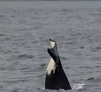 Whale Report: June 14, 2023 AM – Bigg’s in San Juan Channel