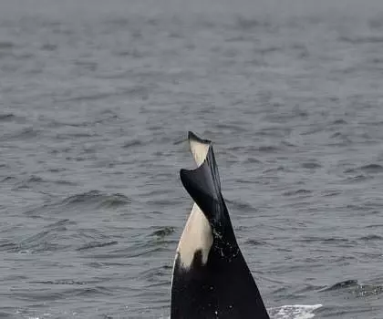 Whale Report: June 14, 2023 AM – Bigg’s in San Juan Channel