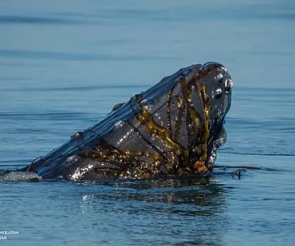 Whale Report: June 14, 2023 PM – “Kelping” Humpback and Orcas
