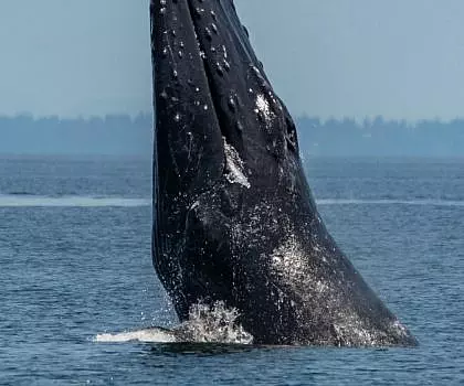 Whale Report: June 28, 2023 AM – Orion the Breacher