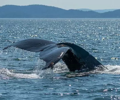 Whale Report: June 28, 2023 PM – Raptor the Humpback